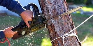 Best Palm Tree Trimming  in Lake Nacimiento, CA