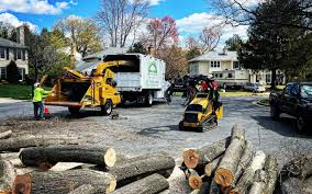 Professional Tree Care in Lake Nacimiento, CA