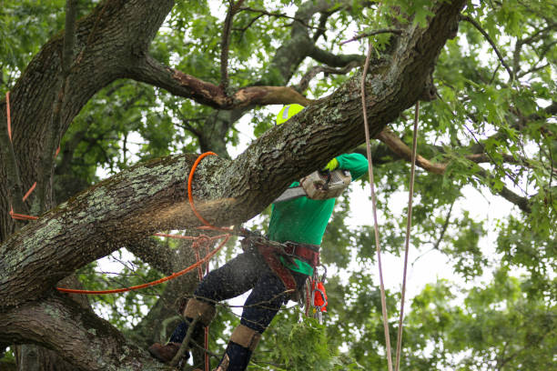 How Our Tree Care Process Works  in  Lake Nacimiento, CA