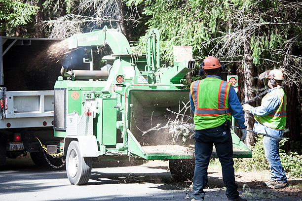 Best Tree Maintenance Programs  in Lake Nacimiento, CA