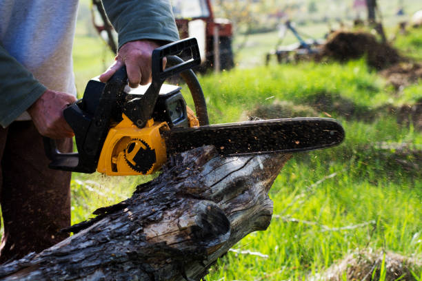  Lake Nacimiento, CA Tree Care Pros