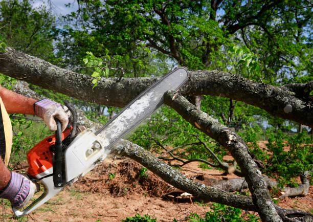 Best Lot and Land Clearing  in Lake Nacimiento, CA